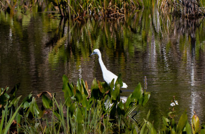 swamp life 