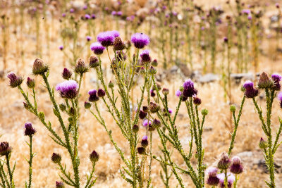 beautiful milk thistle flower is a common sight 