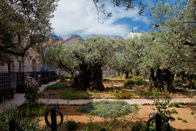 Olives Trees in Gethsemane 