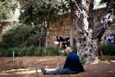 Under a Olive Tree inside Garden of Gethsemane 
