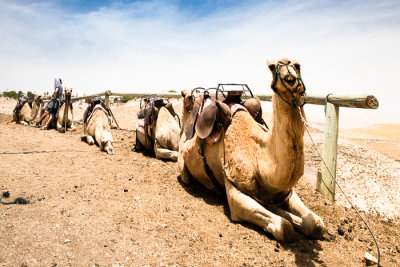 Dromedary Camels