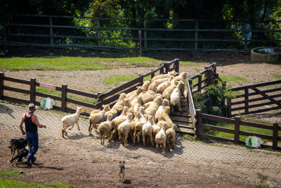Sheep Herding 