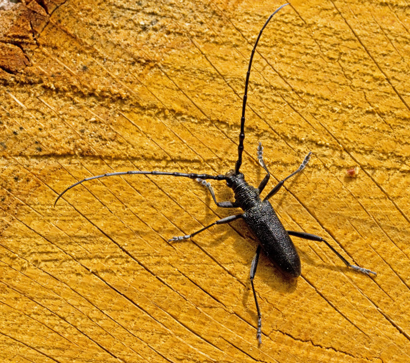 Capricorn Beetle, Mindre ekbock (Cerambyx scopoli).jpg