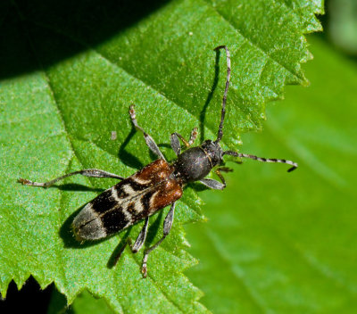 LONGHORN BEETLES (Cerambycidae)