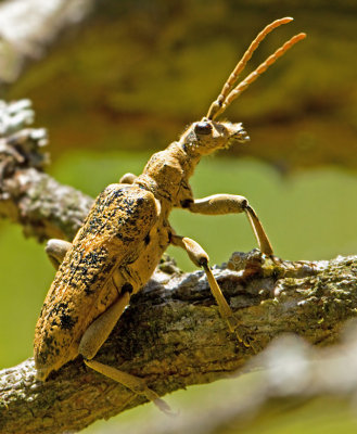 Ekträdlöpare (Rhagium sycophanta).jpg