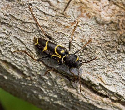 Ekgetingbock (Xylotrechus antilope).jpg