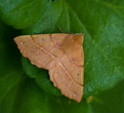 Spinnarmtare, Feathered Thorn (Colotois pennaria) .jpg