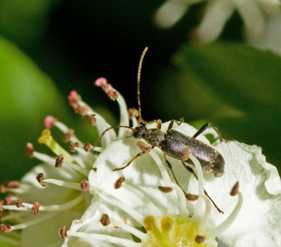 Dvärggrenbock (Grammoptera ruficornis).jpg