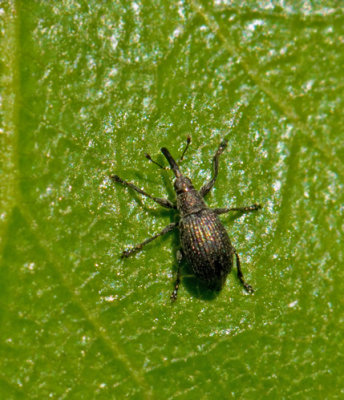 Apionidae, spetsvivlar
