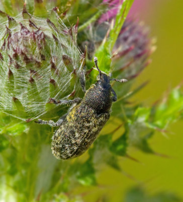 Rhinocyllus conicus.jpg