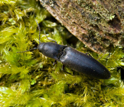 Ectinus aterrimus.jpg