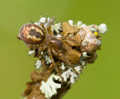 Laceweb spiders, Mörkerspindlar, Amaurobidae
