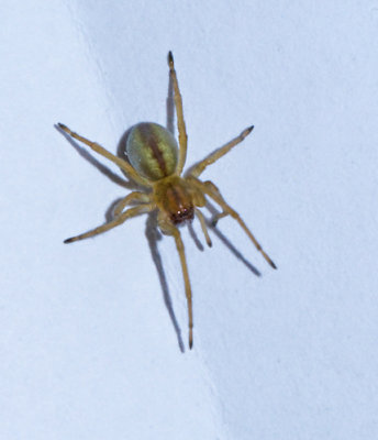 Sporrspindlar, Euticuridae