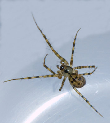 Comb-footed cellarspiders, Grottspindlar, Nesticidae