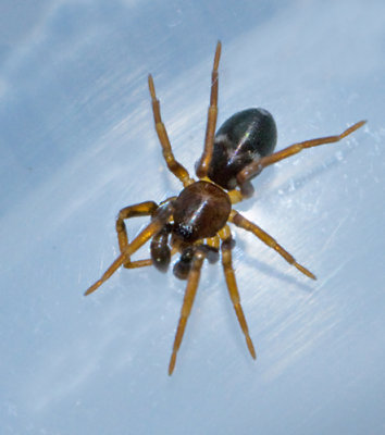 Ant-like sac spiders, Flinkspindlar, Corinnidae