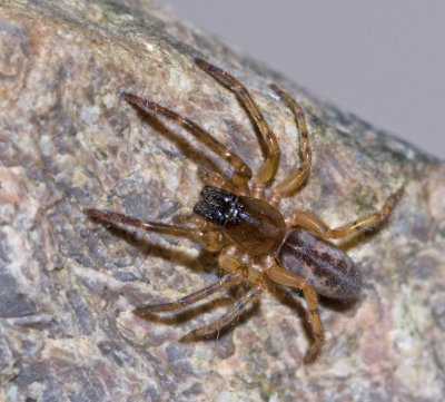 Tubeweb Spiders, Sexögonspindlar, Segestriidae
