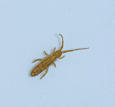 Orchesella flavescens.jpg