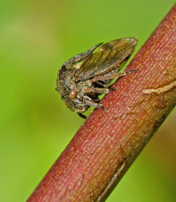 HOMOPTERA, Stritar och Bladloppor, m m 