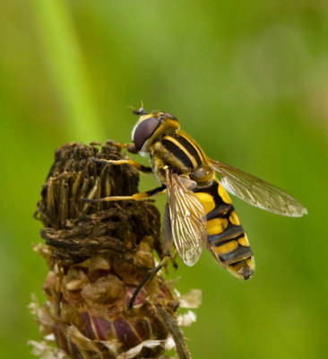 Kärrblomflugor, Helophilus