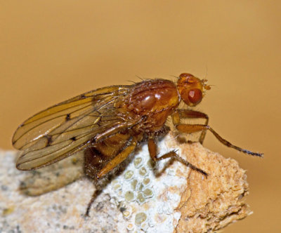 Buskflugor, Dryomyzidae