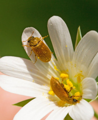 Bituridae, Blomängar