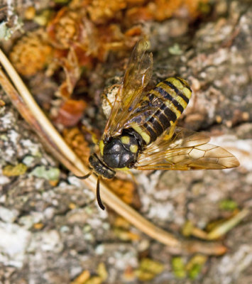 Cimbicidae.jpg