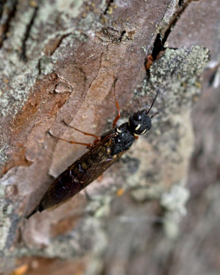 Xiphydria camelus.jpg