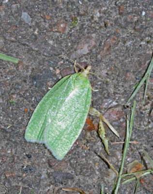 Green Oak Tortrix Ekvecklare (Tortrix viridana).jpg