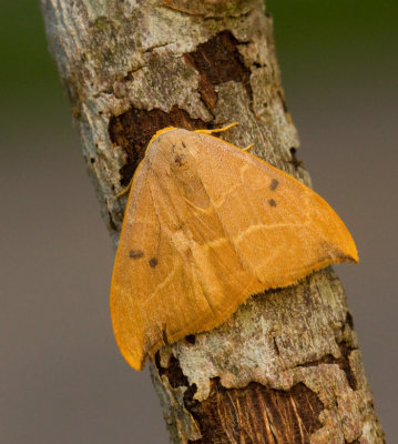 Eksikelvinge, Oak Hooktip (Watsonalla binaria)