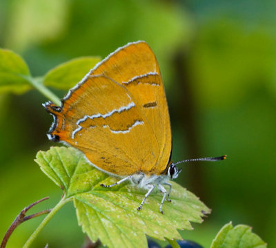 Brown Hairstreak, Eldsnabbvinge (Thecla betulae)