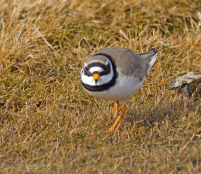 Ringed Plover, Charadrius hiaticula, större strandpipare