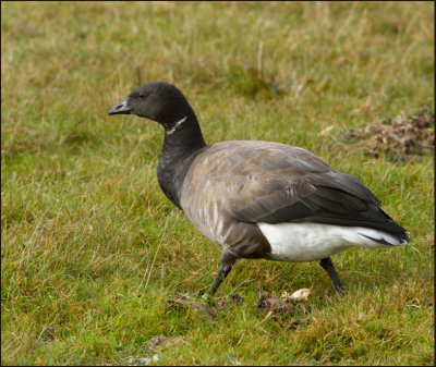 Prutgås, Brent goose, Branta bernicla