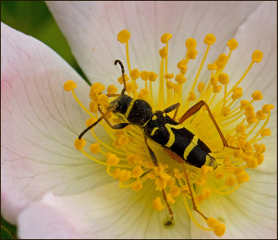 Clytus arietis.jpg