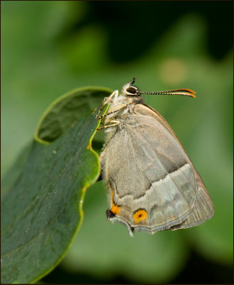 Purple Hairstreak, Eksnabbvinge (Favonius quercus)