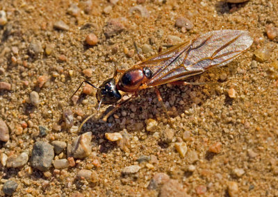 Camponotus, Hästmyror