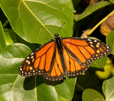 The monarch Butterfly