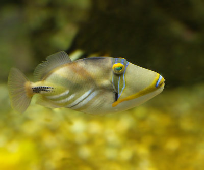 Picassofish, or Lagoon Triggerfish.jpg