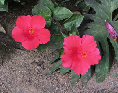 Flora cultivated on Gran Canaria