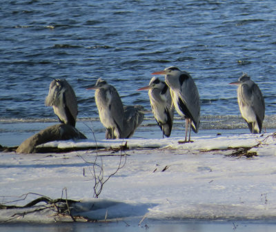 Grey Herons  (Ardea cinerea) in the winter.jpg