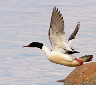 Storskrake, Goosander (Mergus merganser).jpg