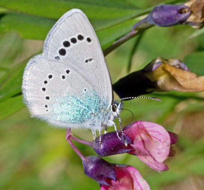 Green-underside Blue, Klverblvinge  (Glaucopsyche alexis) female.jpg