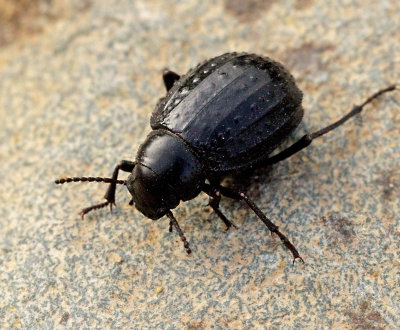 Darkling Beetles of Maspalomas