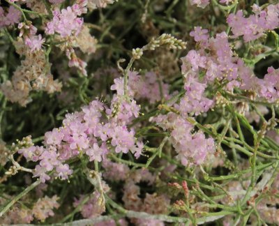 Endemic Plants of Gran Canaria