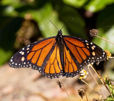 The monarch Butterfly