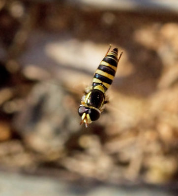 Hoverflies of Gran Canaria