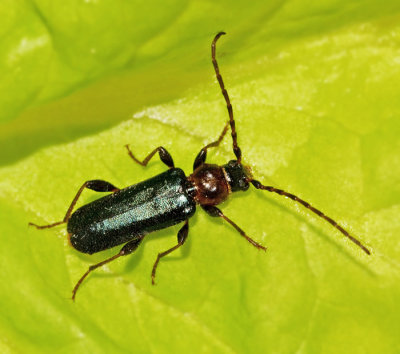 Vedspegelbock hona (Phymatodes testaceus).jpg