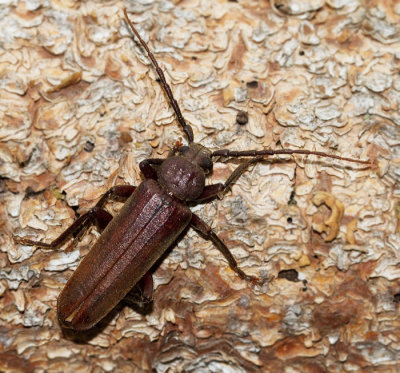 Brun barkbock (Arthropalus rusticus). jpg