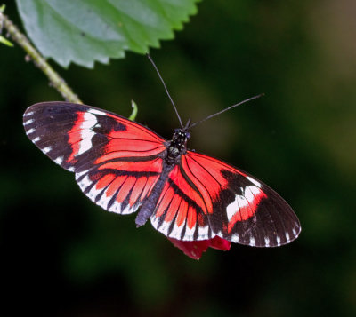 BUTTERFLIES BRED in CAPTIVITY