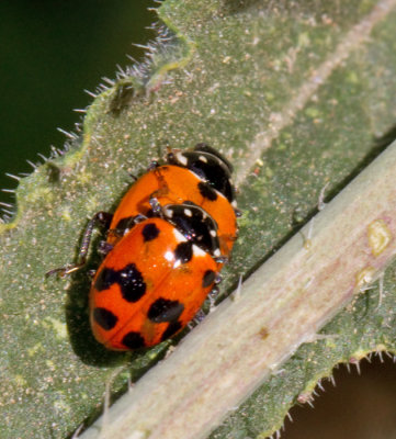 Beetles of Gran Canaria