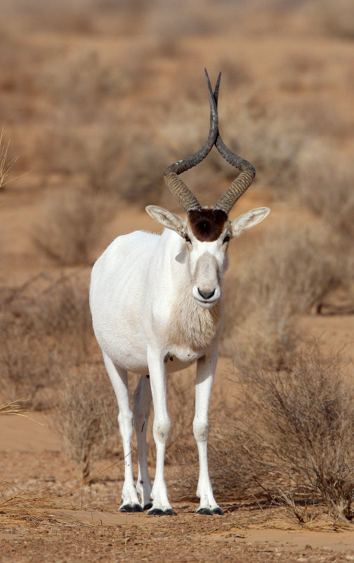 BOVID - ADDAX - JEBIL NATIONAL PARK TUNISIA (27).JPG